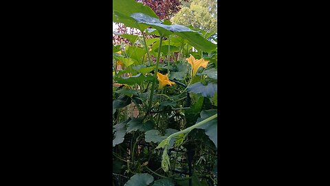 pumpkin flowers😍