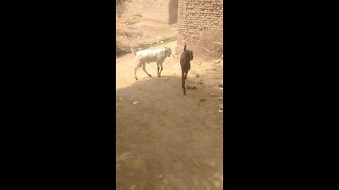 Bakra bakre Ka khel