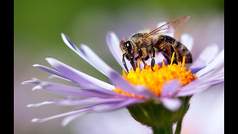 Interesting, How Flowers Communicate With Bees
