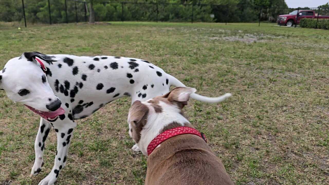 Luna and a Pug
