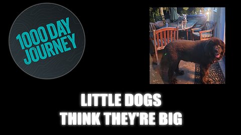 1000 Day Journey 0725 All Little Dogs think they're Big