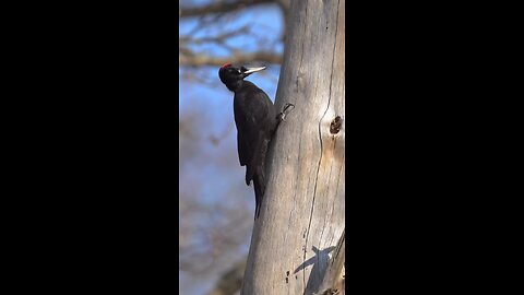 How The Woodpecker Makes Its Holes