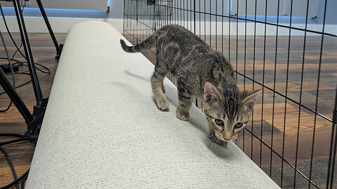 Pet of the Week: Charm at Happy Tails Humane Society