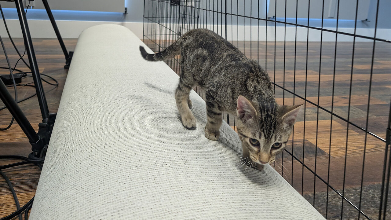 Pet of the Week: Charm at Happy Tails Humane Society