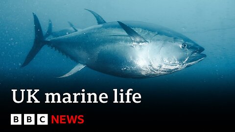 Record warm seas bring extraordinary new species to UK waters | BBC News