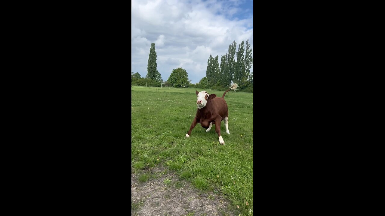 Happy cows 🐄