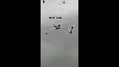 Mallard Ducks 🦆 #mallardducks #shorts #viral #trending #ducks #duck #followme