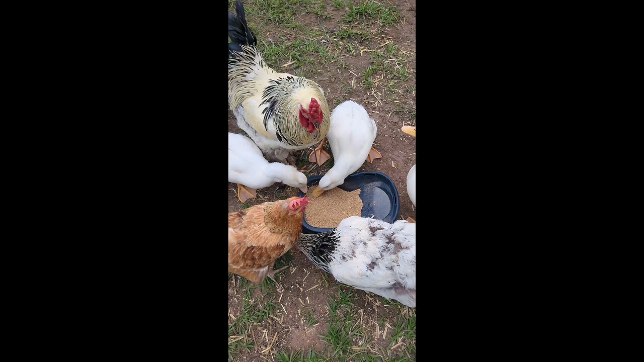 disfrutando de un festín