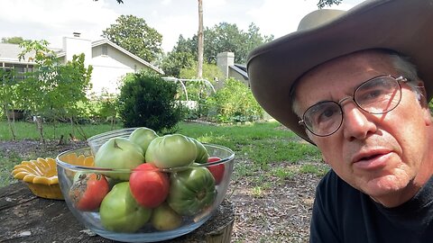 Florida Tomatoes, Compensate for HEAT