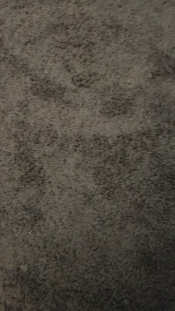 Test 1 primary category