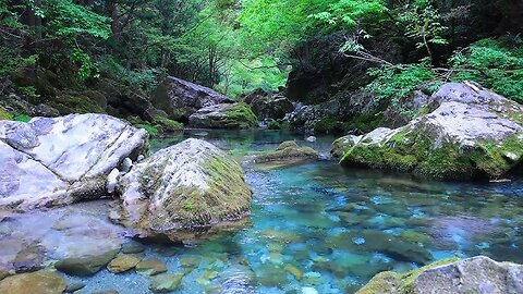 The sound of clear river water, chirping birds [study, work, sleep, heal, meditate, relax, ASMR]