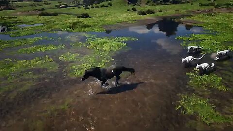 Black Horse Chased by 3 Hungry White Jaguars in the Wild