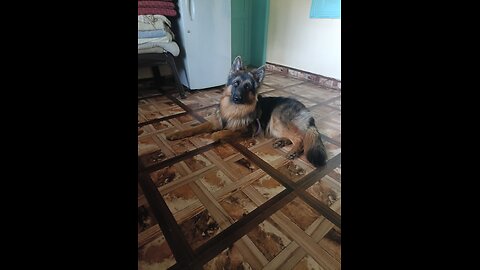 My pet buddy GSD