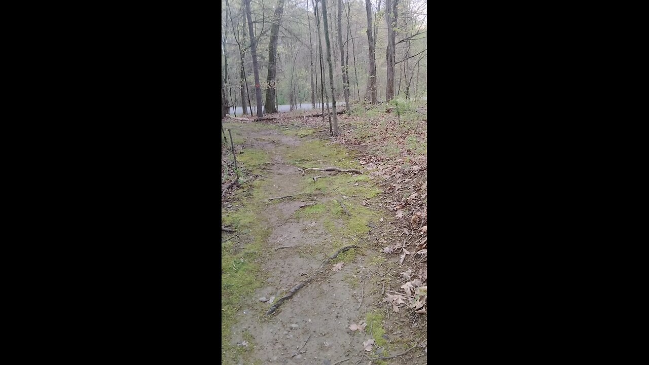 A trail in the forest #nature #walking #natural #hiking