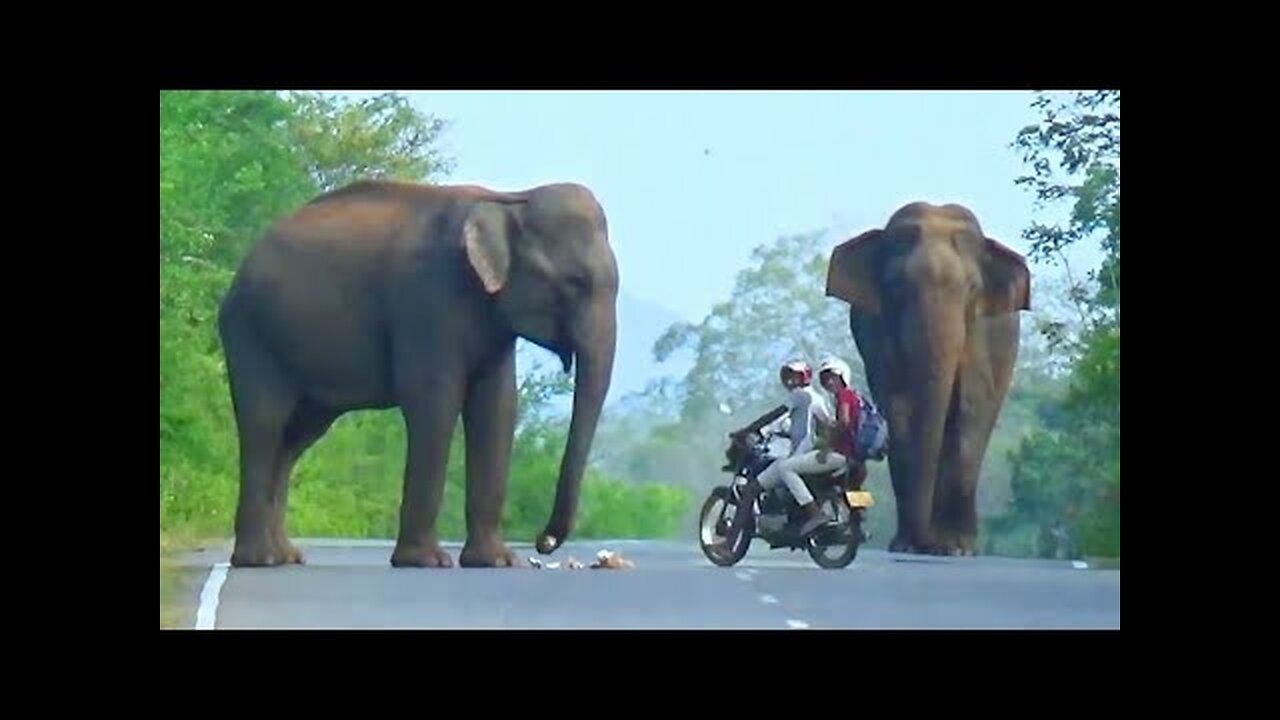 Motorbike Adventures with Elephants,😊