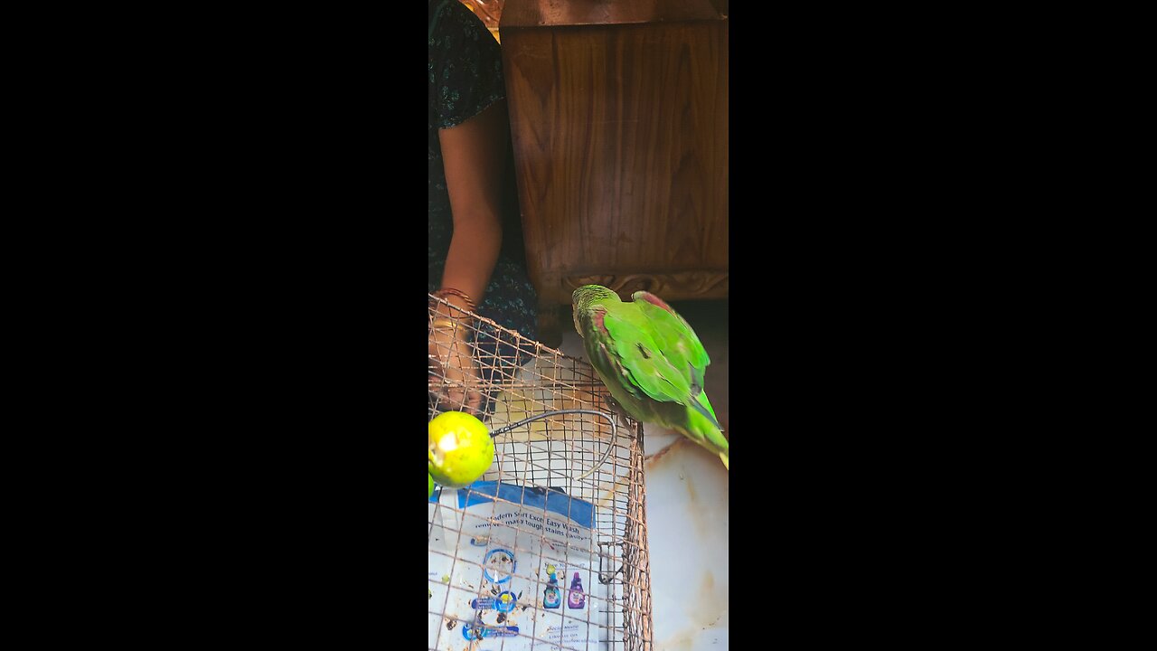 parrot aound
