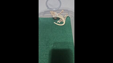 Buttercup Crested Gecko