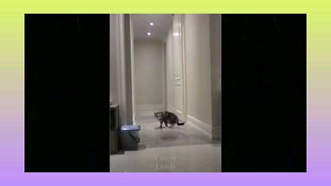 funny animals video