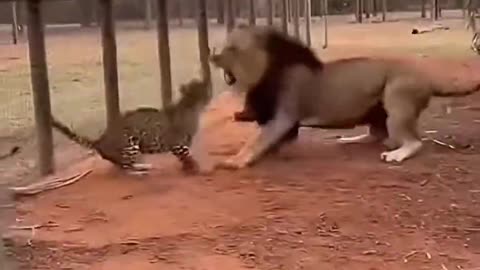 The kangaroo kicked the leopard away with a single blow