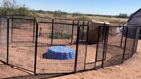 Dog animal pen Snake proofing off grid homestead desert living