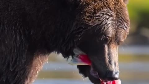 Bear Catches Fish in the River – Incredible Wildlife Moment!