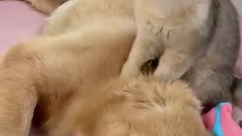 Heartwarming Behavior of Golden Retrievers and Cats