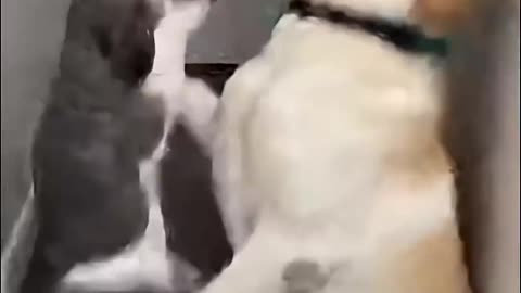 The squabble between the dog and the cat