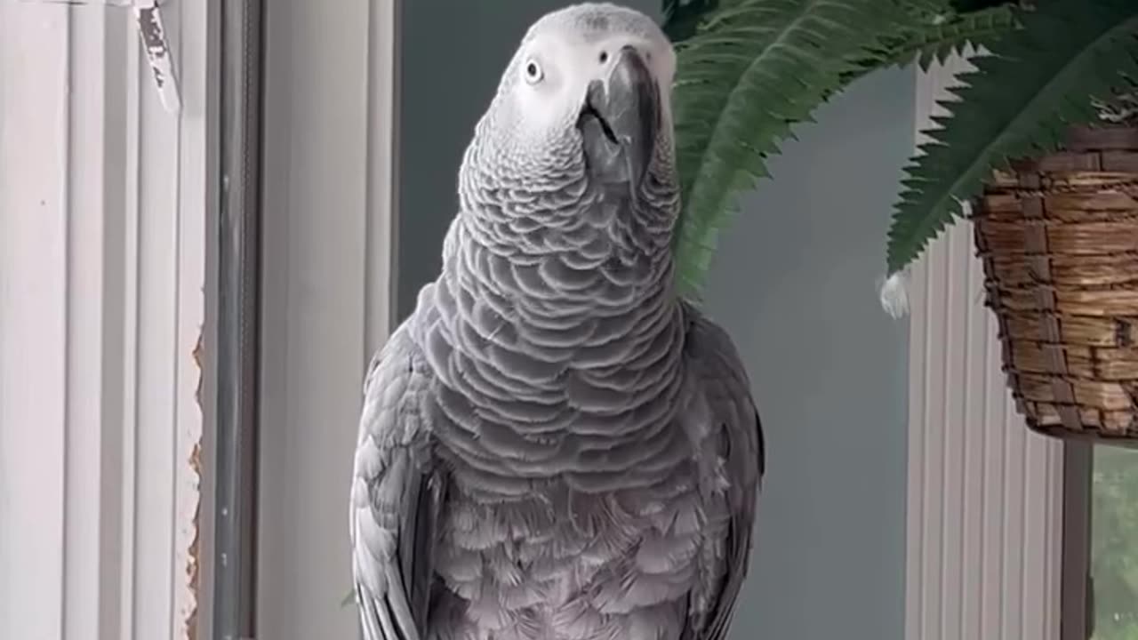 parrot vs alexa 😂 funniest conversation ever!