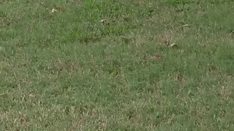 🐰😂 Bunnies Playing Leapfrog Is The Cutest Thing You'll See! | FunFM