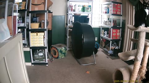 Cookie Cutter the Cat, Filmed By Haza PR800 Wild Camera, Dbn, MI, August 8 & 9, 2025