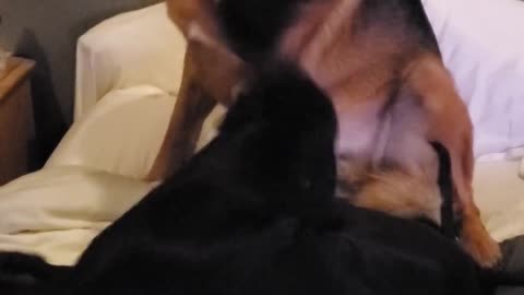 😂🐶 This Animal's Reaction Will Leave You Speechless! | FunFM