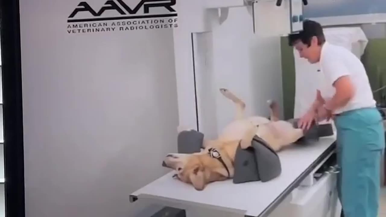🤣🐶 Why Every Safety Course Needs Dogs! | FunFM