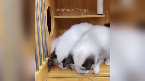 Hilarious Animals