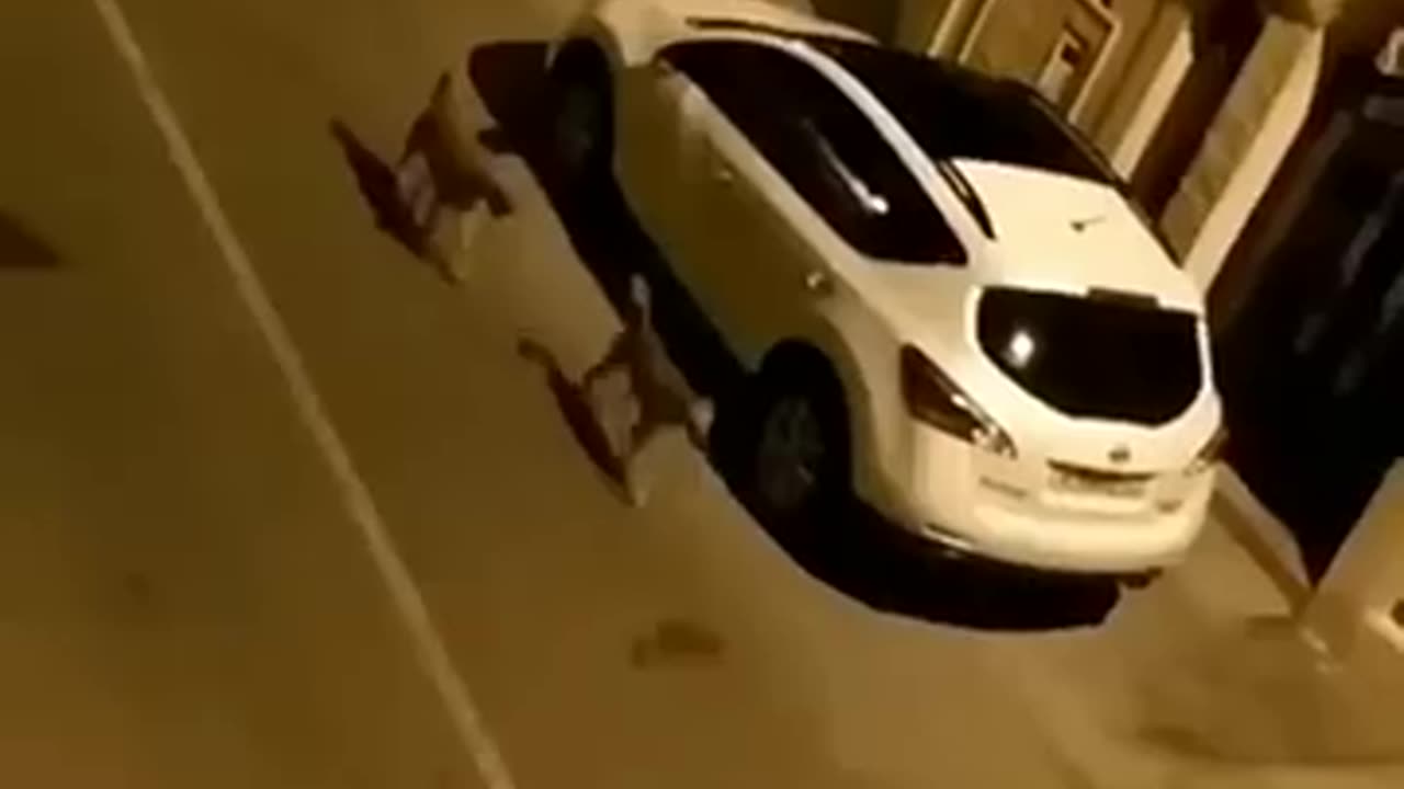 “Smartest Dog Ever