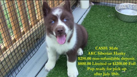 Coco and Dash Pups