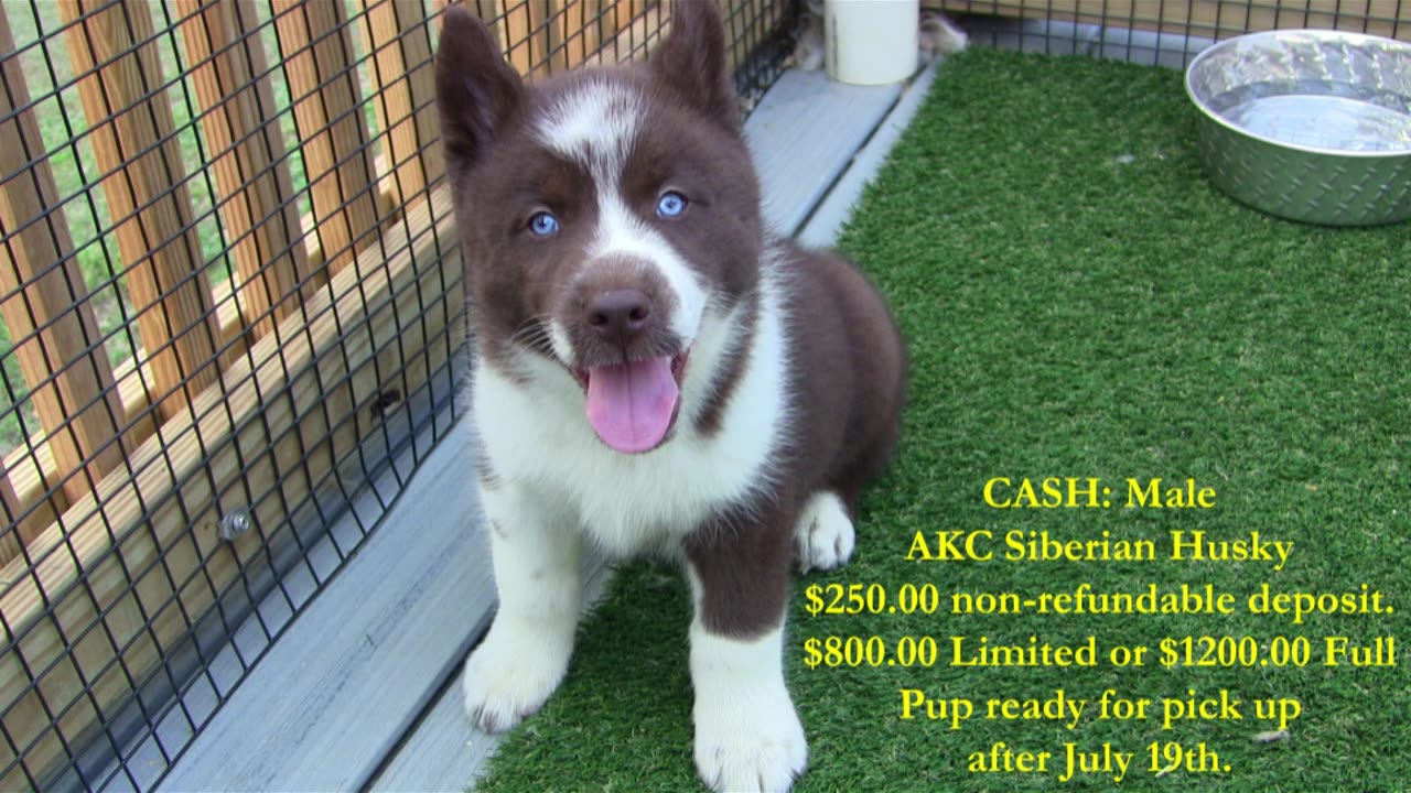Coco and Dash Pups