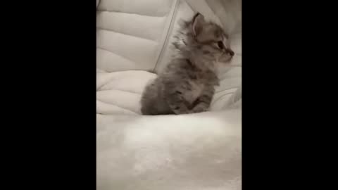 hilarious animal compilation no. 701 - funniest cats videos