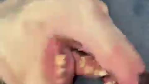 Incredible: Bro tried to hide #dogs #funny #dogshorts #brainrot #comedy