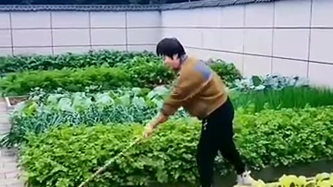 Homegrown Veggies Inspiration: Turn Your Backyard into a Green Oasis