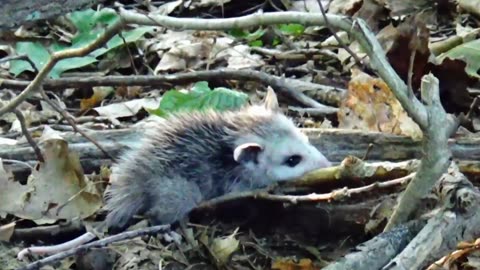 Opossum