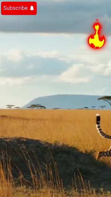 Born to Run The First Day of a Baby Gazelle