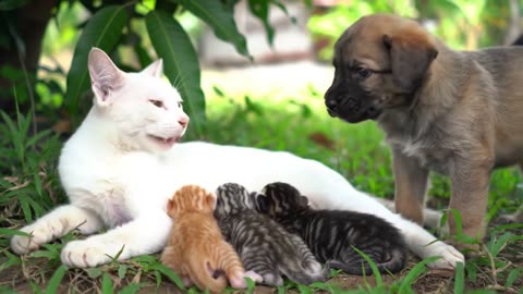 One Mom for All Babies