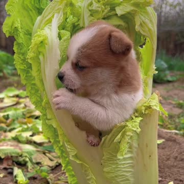 Little lettuce buddy