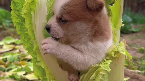Little lettuce buddy