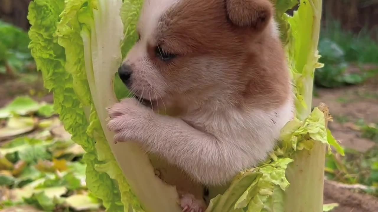 Little lettuce buddy