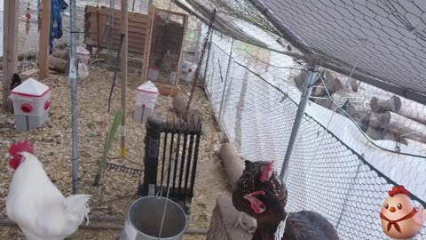 Chicken Live Stream