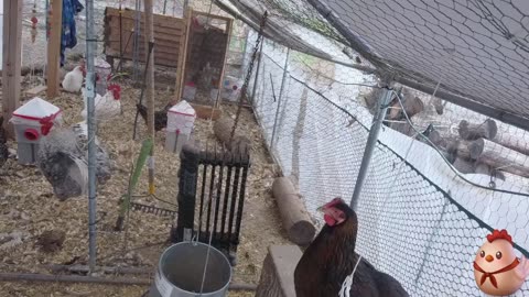 Chicken Live Stream