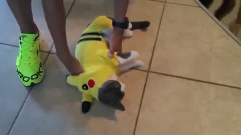 try to hold your laugh. if you can ? funny animal videos