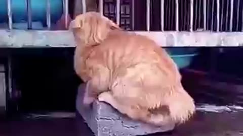 Funny Animals