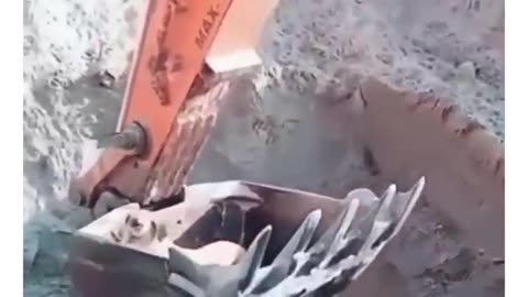 Man use an exvavator to rescue a dog